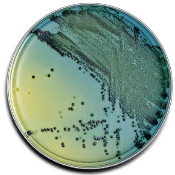 SNT Biotech BD BBL™ MUELLER HINTON II AGAR PLATE, 150MM -221800