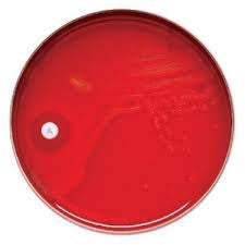 BD TAXO™ KANAMYCIN DISC (PERISHABLE PRODUCT; MUST BE REFRIGERATED; NON-RETURNABLE)-231562, Each